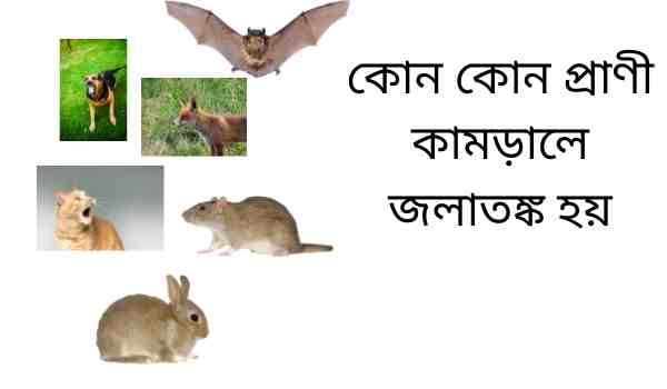 কোন কোন প্রাণী কামড়ালে জলাতঙ্ক হয়