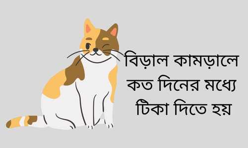 বিড়াল কামড়ালে কত দিনের মধ্যে টিকা দিতে হয়